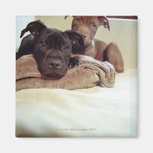 Zwei Pitbullterrier, die zuhause, Nahaufnahme Magnet