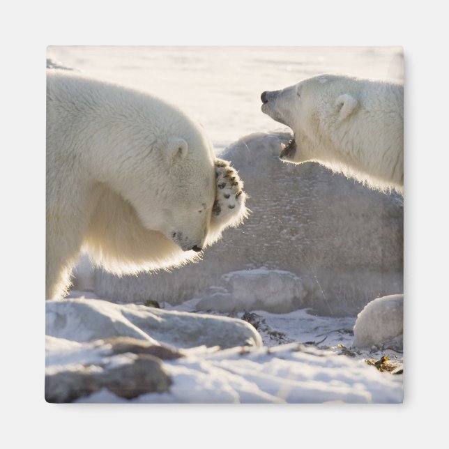 Zwei Polarbären Magnet (Vorne)