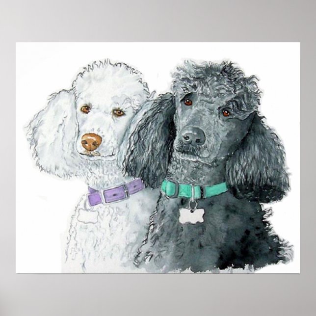 Zwei Poodles drucken Poster (Vorne)