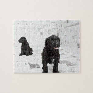 Zwei portugiesische Wasser-Hundewelpen in einem