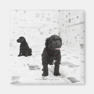 Zwei portugiesische Wasser-Hundewelpen in einem Magnet