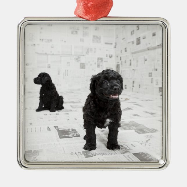Zwei portugiesische Wasser-Hundewelpen in einem Ornament Aus Metall (Vorne)