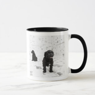 Zwei portugiesische Wasser-Hundewelpen in einem Tasse