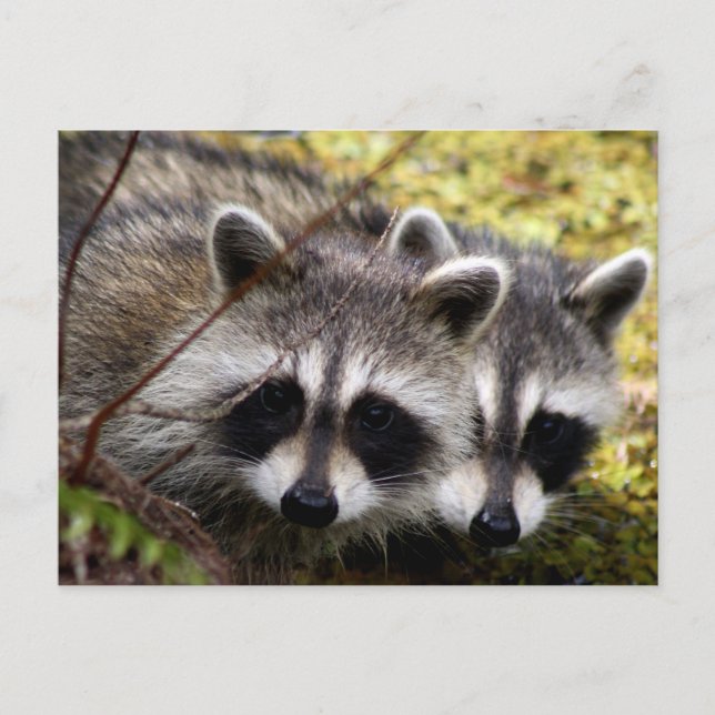 Zwei Raccoons Foto Postkarte (Vorderseite)