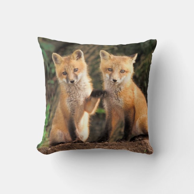 Zwei Red Fox Welpen vor ihren Den Kissen (Vorderseite)