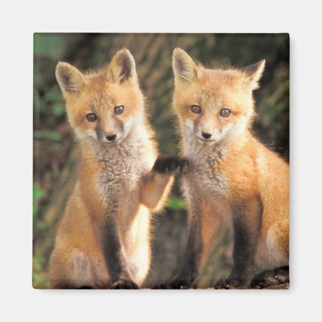 Zwei Red Fox Welpen vor ihren Den Magnet (Vorne)