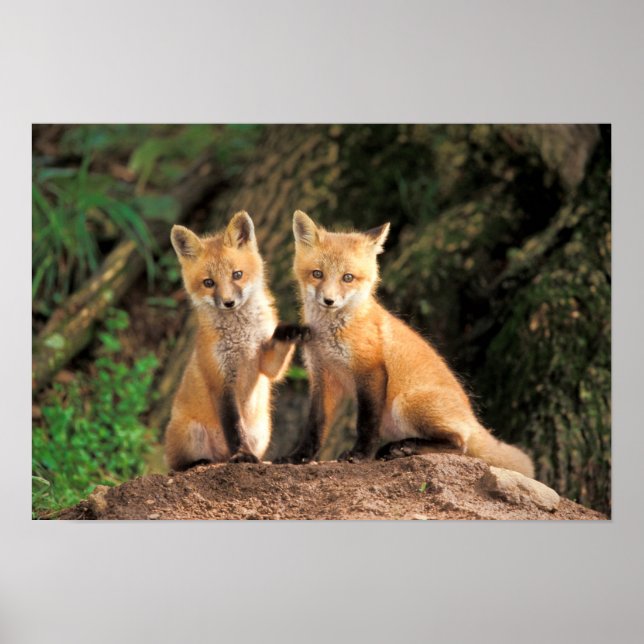 Zwei Red Fox Welpen vor ihren Den Poster (Vorne)