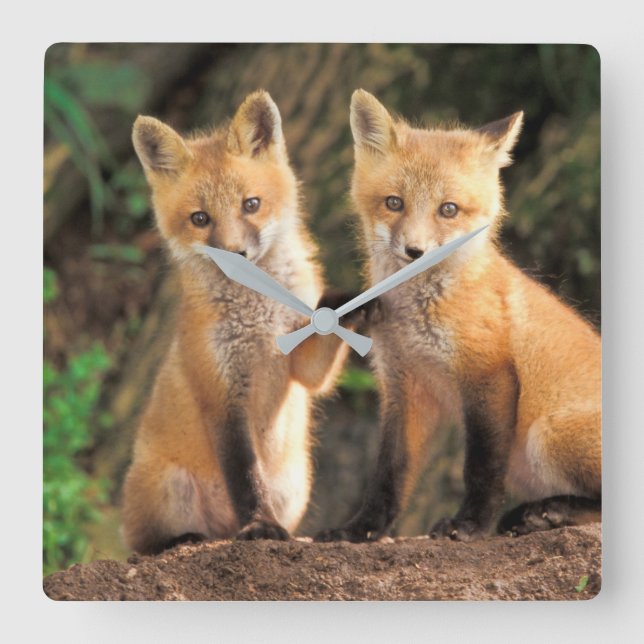 Zwei Red Fox Welpen vor ihren Den Quadratische Wanduhr (Vorderseite)