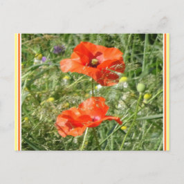 Zwei Red Poppies Wild Blume DIY Postkarte
