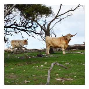 Zwei rehbraune Highland-Rinder in friedlichen länd Fotodruck
