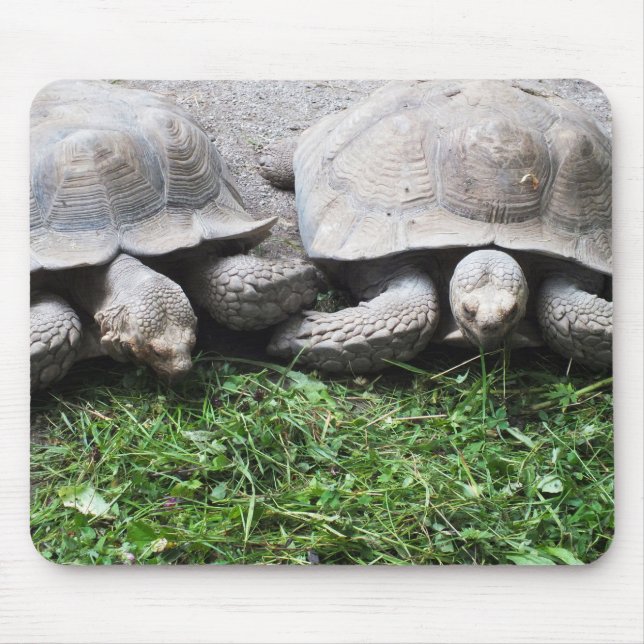 Zwei Riesenschildkröten Mousepad (Vorne)