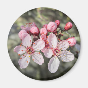 Zwei rosa Blüten kommen raus. Magnet