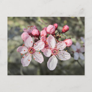 Zwei rosa Blüten kommen raus. Postkarte
