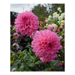 Zwei rosa Dahlias Poster