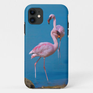 Zwei rosa Flamingos title_seo2
