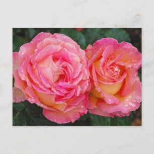 Zwei rosa Rosen Druck Postkarte