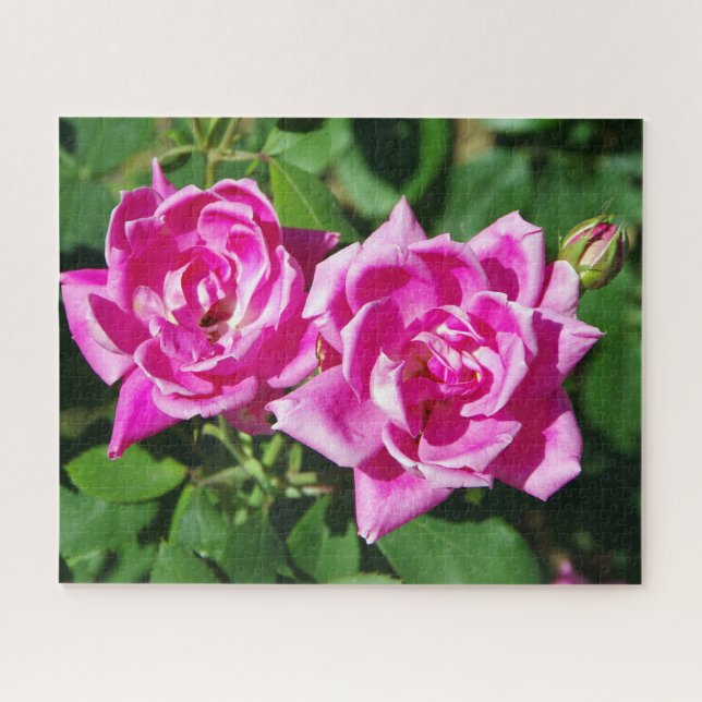 Zwei rosa Roses-Puzzle (Horizontal)