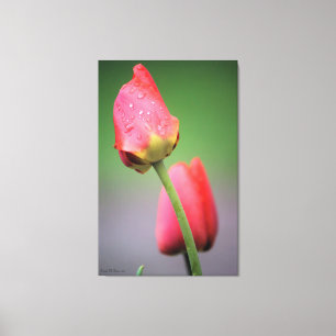 Zwei rosa Tulips Canvas drucken Leinwanddruck