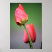 Zwei rosa Tulips Poster