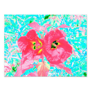 Zwei rosarote Korallen-Pflaume-Crazy-Hibiskus auf Fotodruck