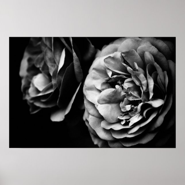 zwei Rose Poster (Vorne)