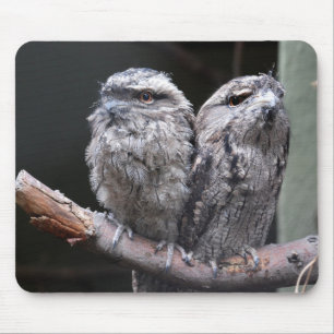 Zwei Rostbraune Nachtschwalme Mousepad