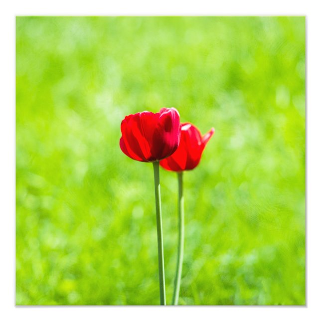 Zwei rote TulpenBlume Fotodruck (Vorne)