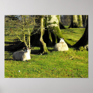Zwei ruhende Schafe Poster