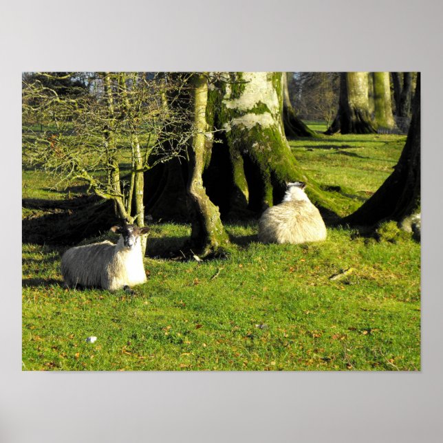 Zwei ruhende Schafe Poster (Vorne)