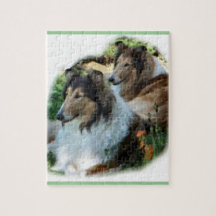 Zwei Sable-raues Collies