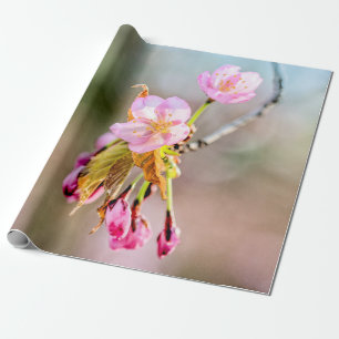 Zwei Sakura-Blume auf einer Spitze Geschenkpapier