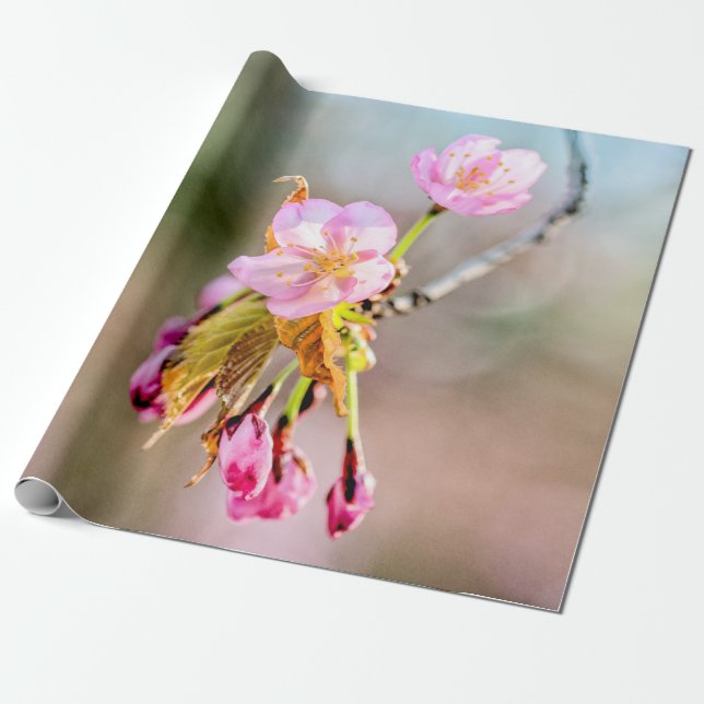 Zwei Sakura-Blume auf einer Spitze Geschenkpapier (Ungerollt)