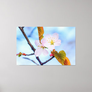 Zwei Sakura-Blume in blassrosa Farbe im Frühjahr Leinwanddruck
