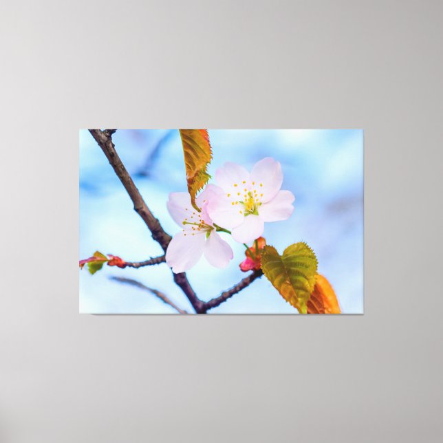 Zwei Sakura-Blume in blassrosa Farbe im Frühjahr Leinwanddruck (Vorderseite)