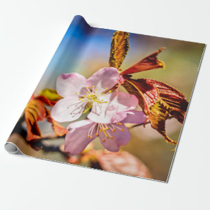 Zwei Sakura Cherry Blume Geschenkpapier
