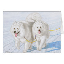Zwei Samoyeds, die durch den Schnee laufen