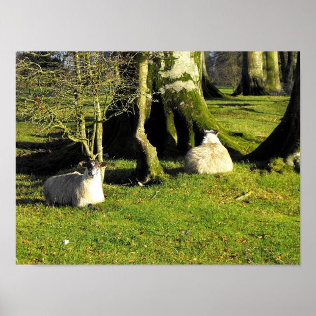 Zwei Schafe in der Erholung Poster (Vorne)