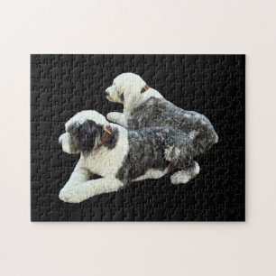 Zwei Schäferhunde