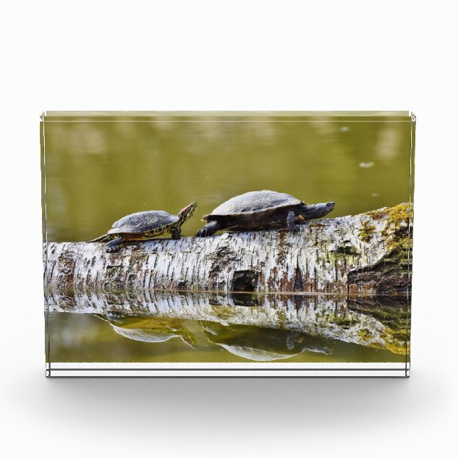Zwei Schildkröten auf Baumlog Fotoblock (Vorderseite)