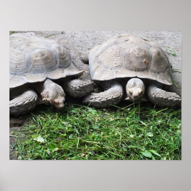Zwei Schildkröten fütternd Tiere Poster (Vorne)
