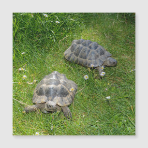 Zwei Schildkröten in Grünem Gras Magnetkarte