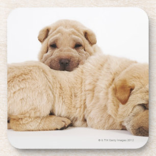 Zwei schlafende Shar Pei Welpen, Studioschuß Getränkeuntersetzer