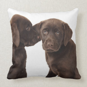 Zwei Schokolade Labrador retriever-Welpen Kissen