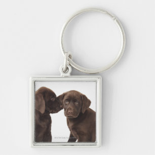 Zwei Schokolade Labrador retriever-Welpen Schlüsselanhänger