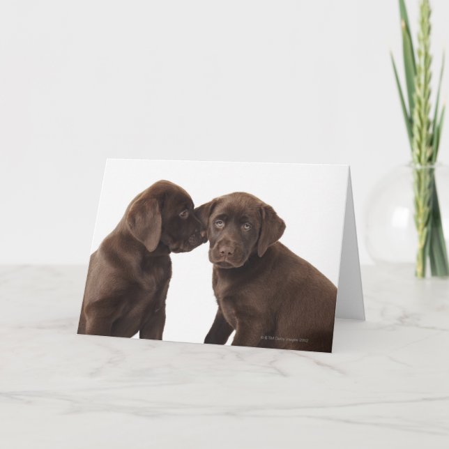 Zwei schokoladenartige Labrador Retriever Welpen Karte (Vorderseite)