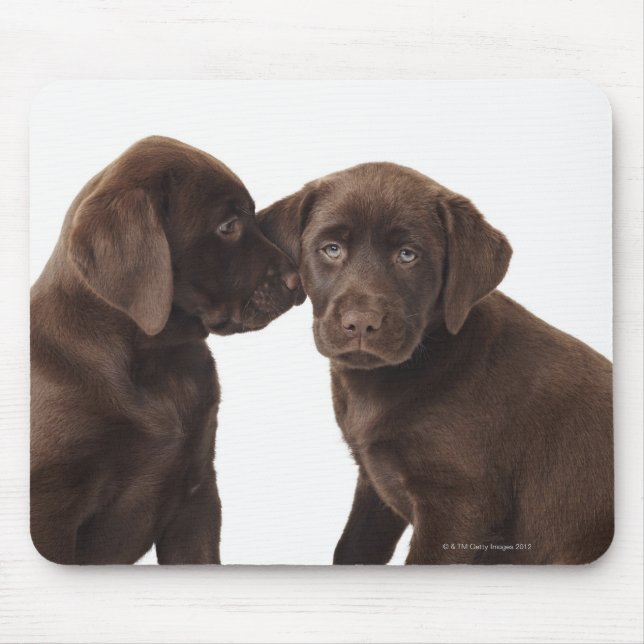 Zwei schokoladenartige Labrador Retriever Welpen Mousepad (Vorne)