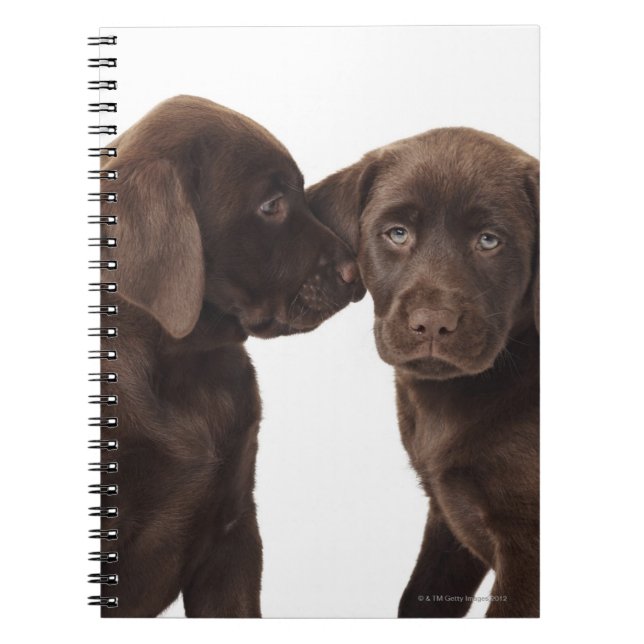 Zwei schokoladenartige Labrador Retriever Welpen Notizblock (Vorderseite)
