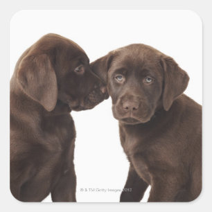 Zwei schokoladenartige Labrador Retriever Welpen Quadratischer Aufkleber