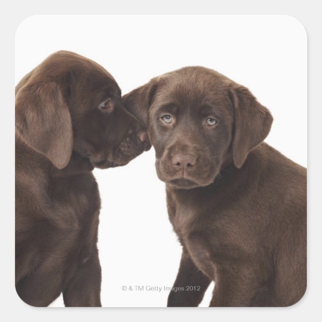 Zwei schokoladenartige Labrador Retriever Welpen Quadratischer Aufkleber (Vorderseite)
