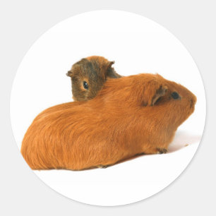 zwei schöne Guinea Runder Aufkleber